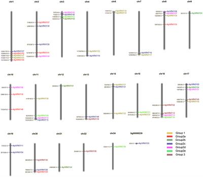 Genomic Characterization of WRKY Transcription Factors Related to Andrographolide Biosynthesis in Andrographis paniculata